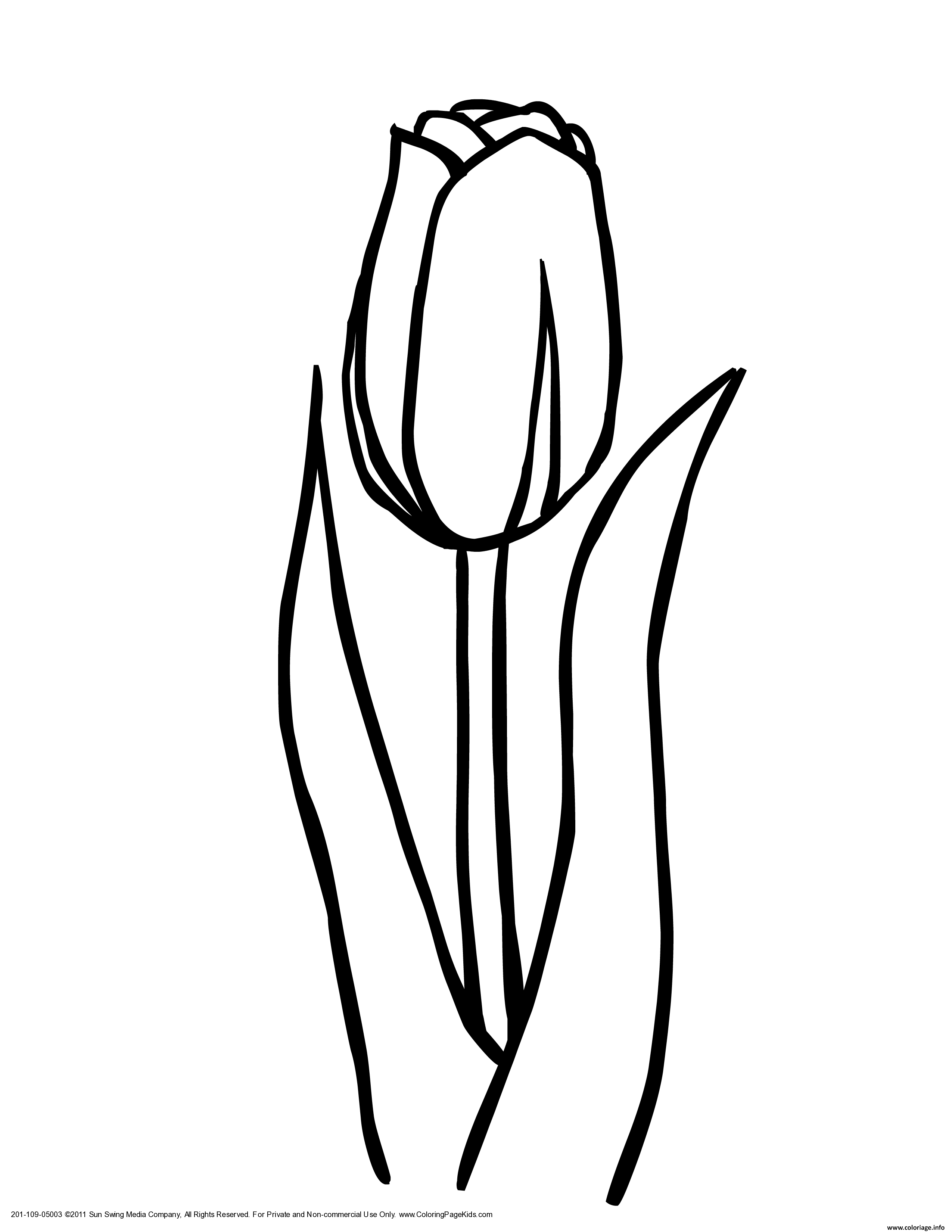 Coloriage Floraison De Tulipe Dessin à Imprimer