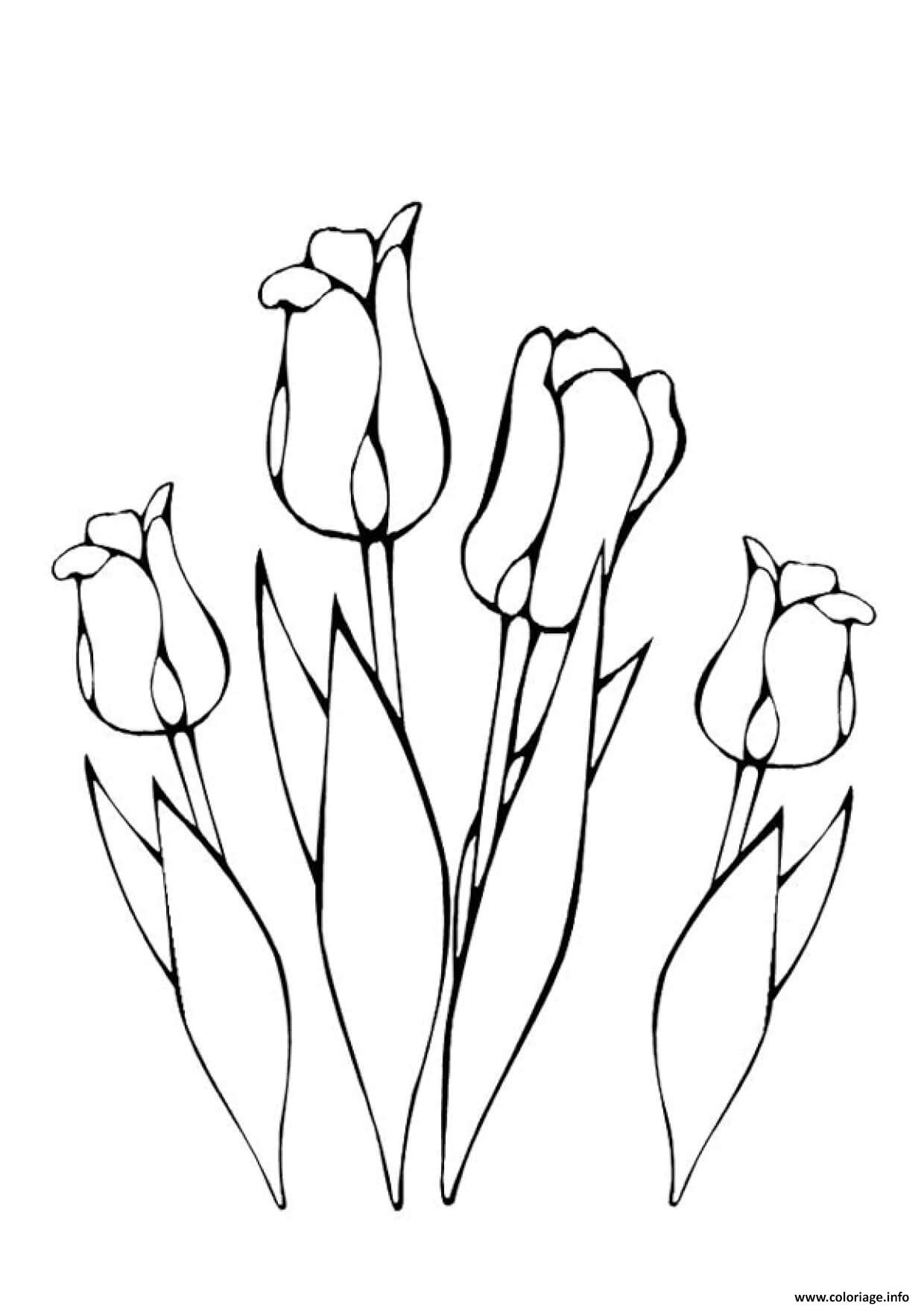 Dessin plusieurs fleurs tulipes greigii Coloriage Gratuit à Imprimer