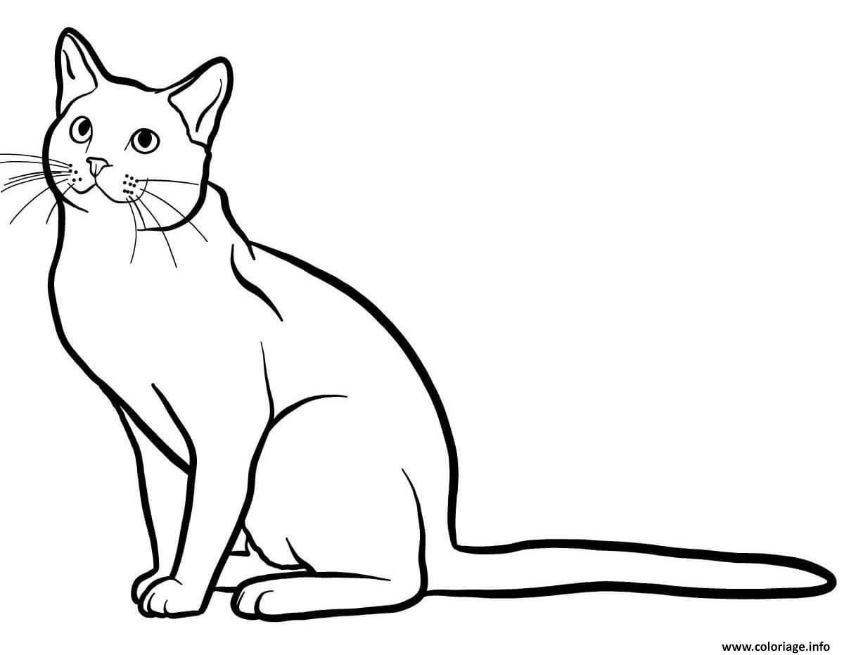 Dessin Bleu russe est un chat originaire des pays scandinaves comme la Russie Coloriage Gratuit à Imprimer