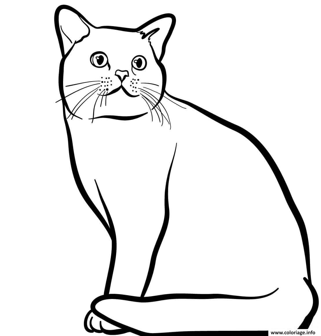 Dessin Poil court et lustre le chat american shorthair est originaire des Etats Unis Coloriage Gratuit à Imprimer