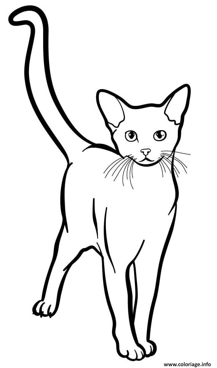 Coloriage Abyssinian Est Un Chat Originaire D Asie Aussi Appele Bunny Cat Abyavec Des Yeux De Couleur Vert Ou Or Jecolorie Com