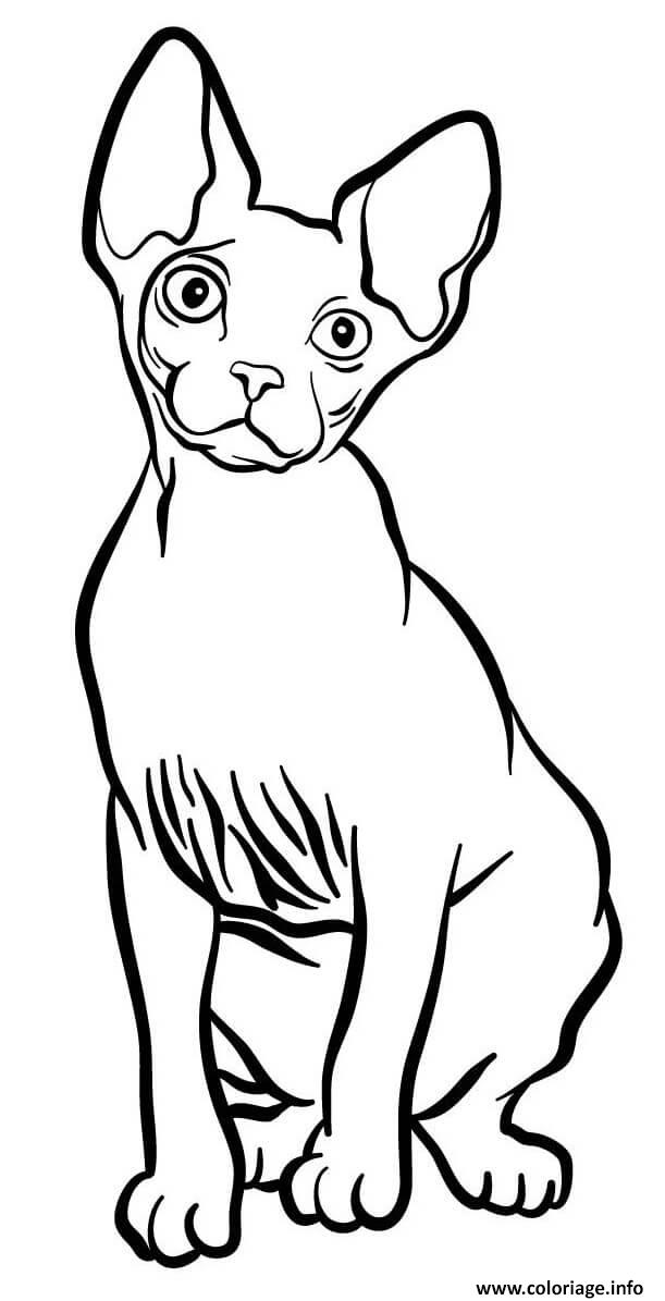 Dessin sphynx est un chat originaire du Canada et ne possede quasiment aucune fourrure Coloriage Gratuit à Imprimer