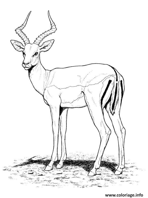 Dessin antilope animal sauvage tres craintif Coloriage Gratuit à Imprimer