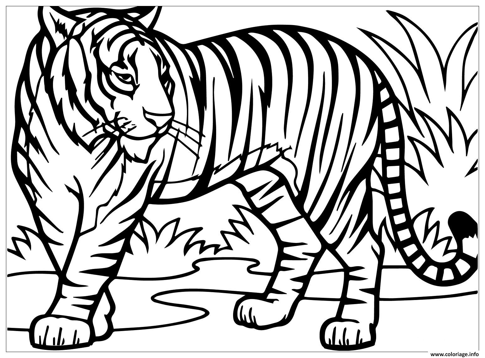 Dessin tigre felin vit dans la foret asie aux yeux bleus Coloriage Gratuit à Imprimer