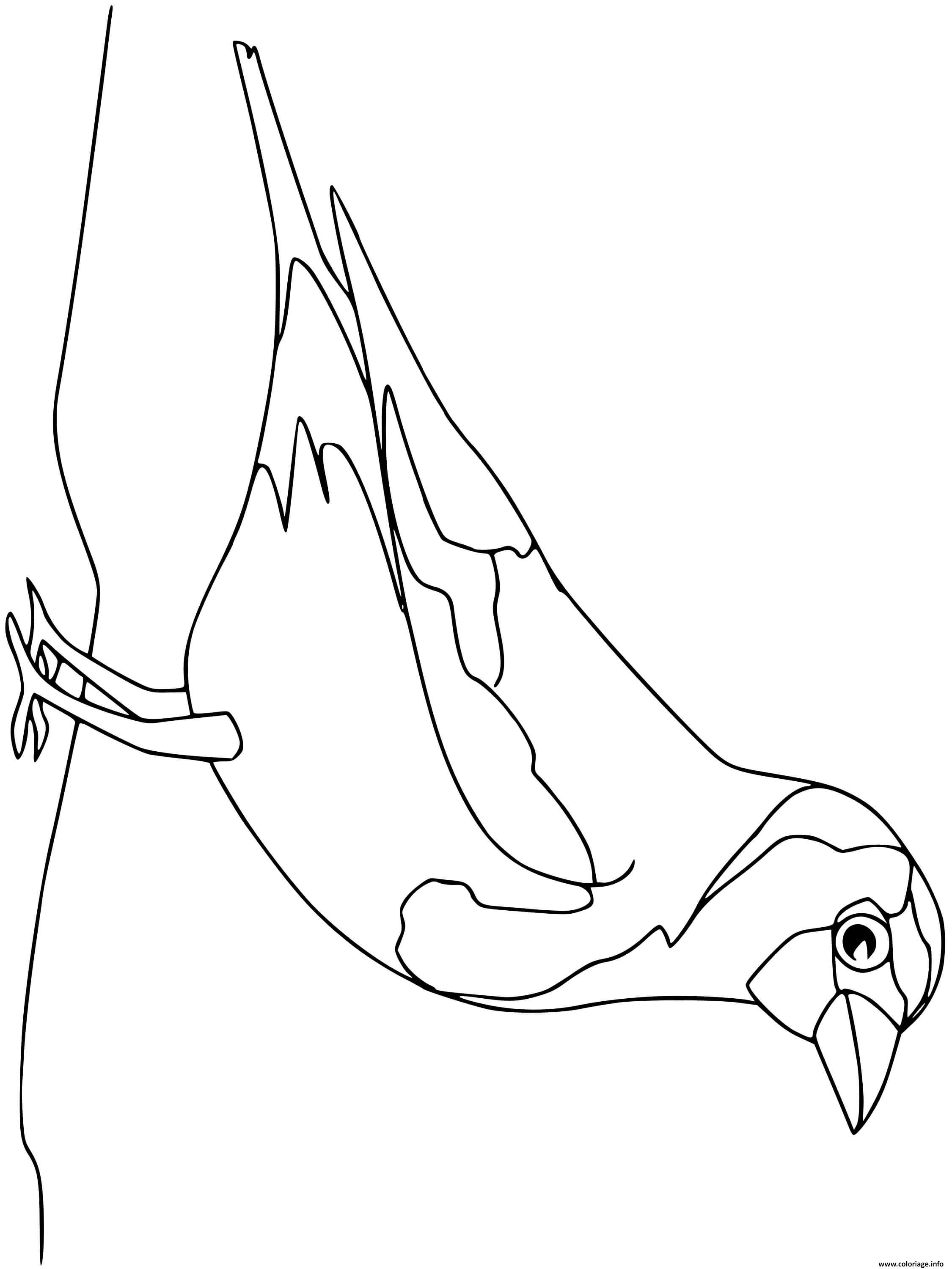 Dessin chardonneret oiseau  Coloriage Gratuit à Imprimer