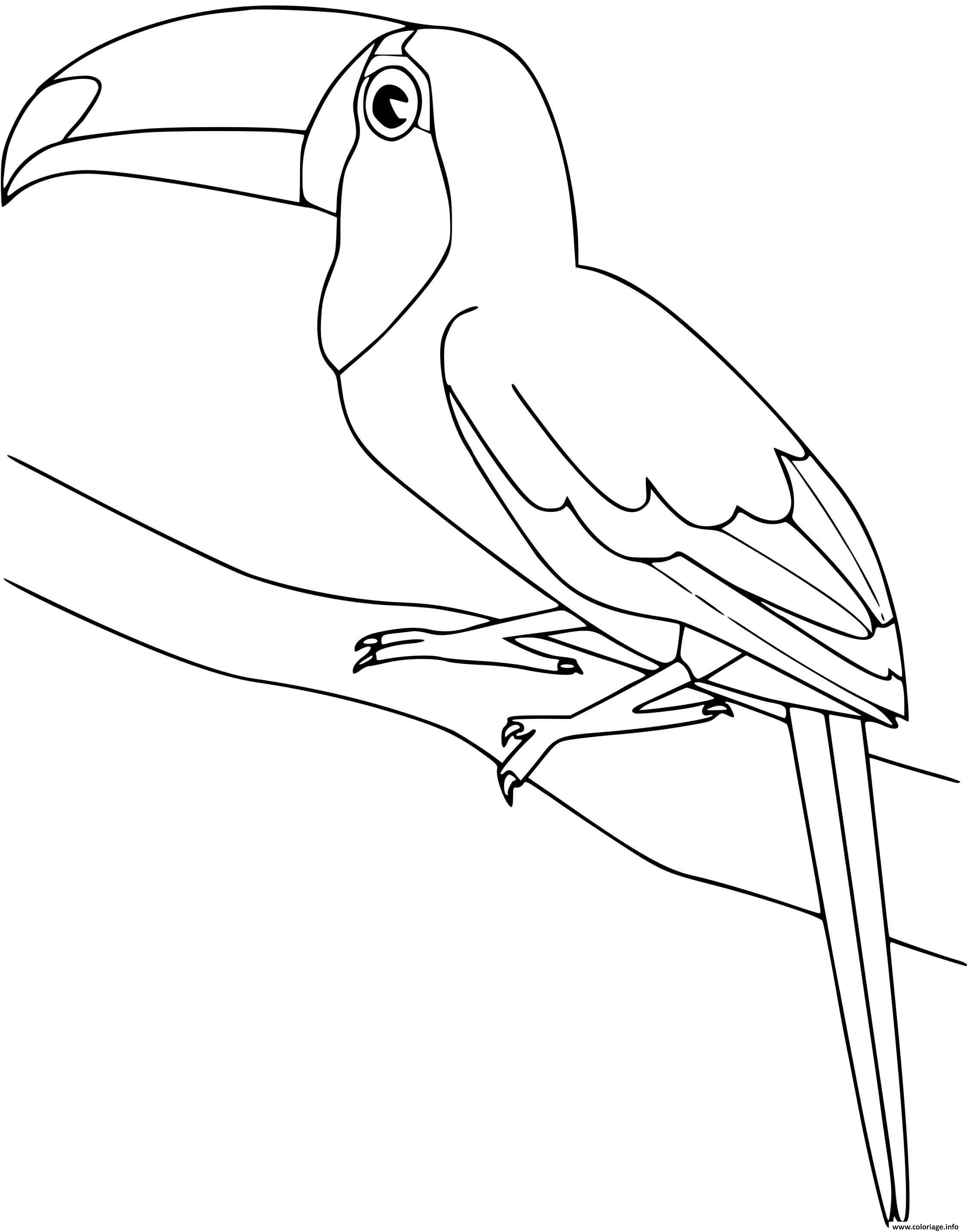 Dessin toucan oiseau Coloriage Gratuit à Imprimer