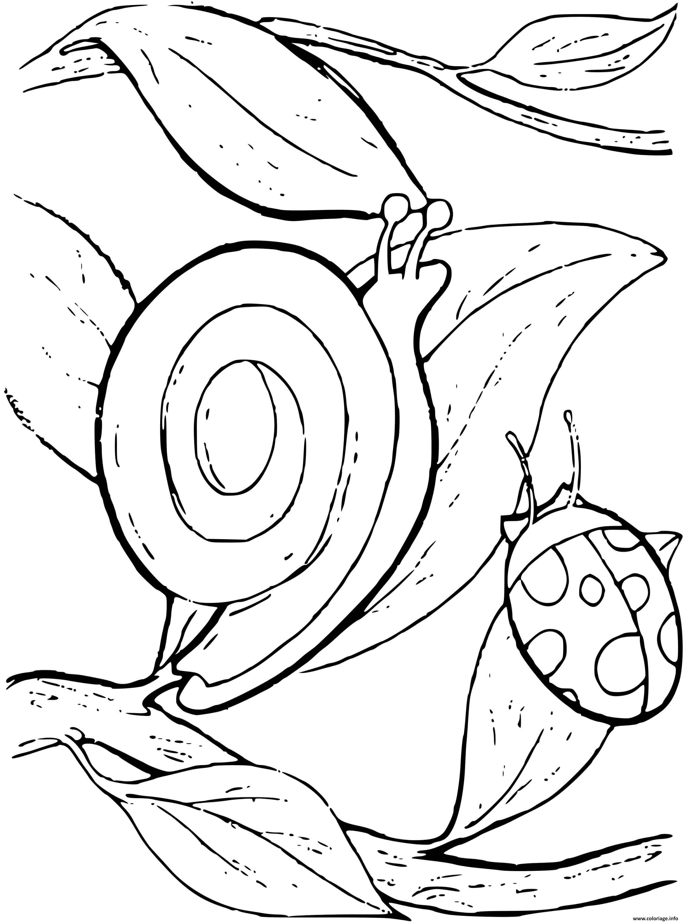 Dessin escargot et son ami la coccinelle Coloriage Gratuit à Imprimer