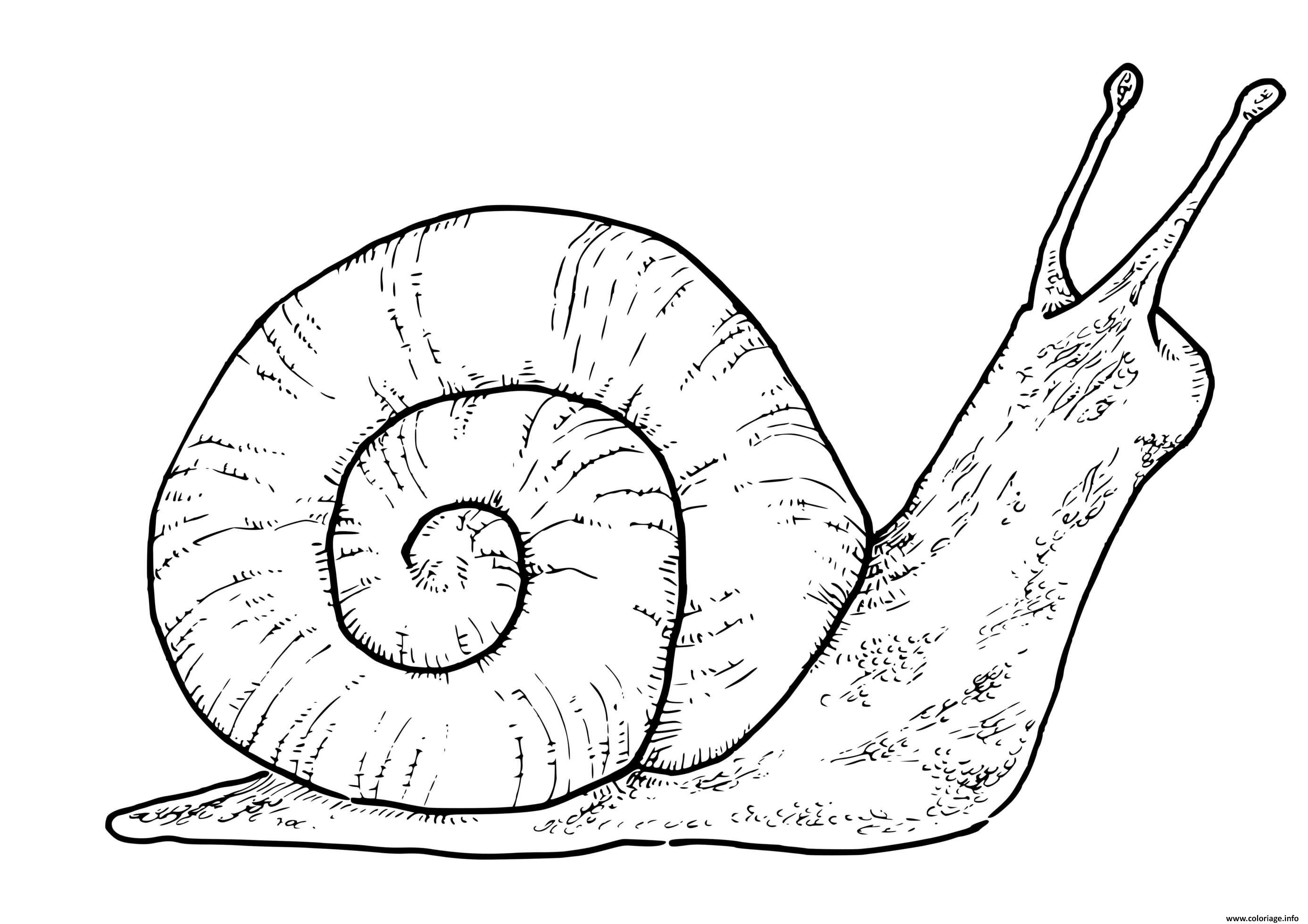 Coloriage Escargot Monachoides Vicinus Espece Terrestre Qui Respire L Air Dessin à Imprimer