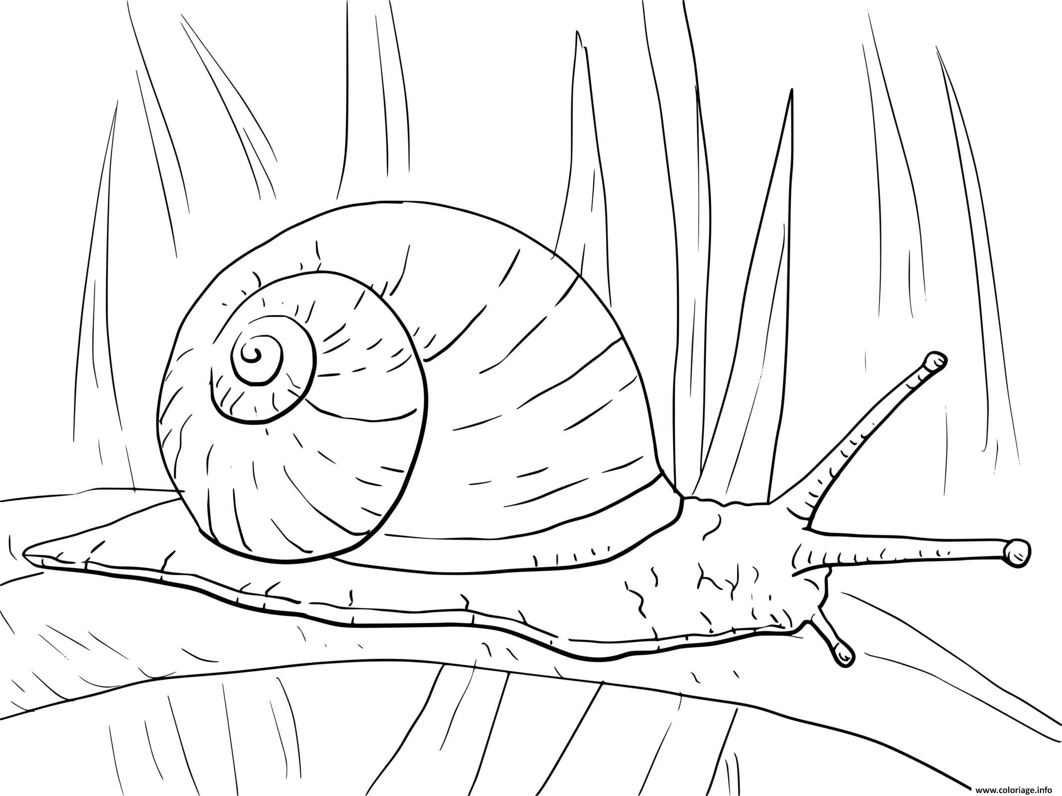 Dessin escargot terrestre scutalus qui respire l air Coloriage Gratuit à Imprimer