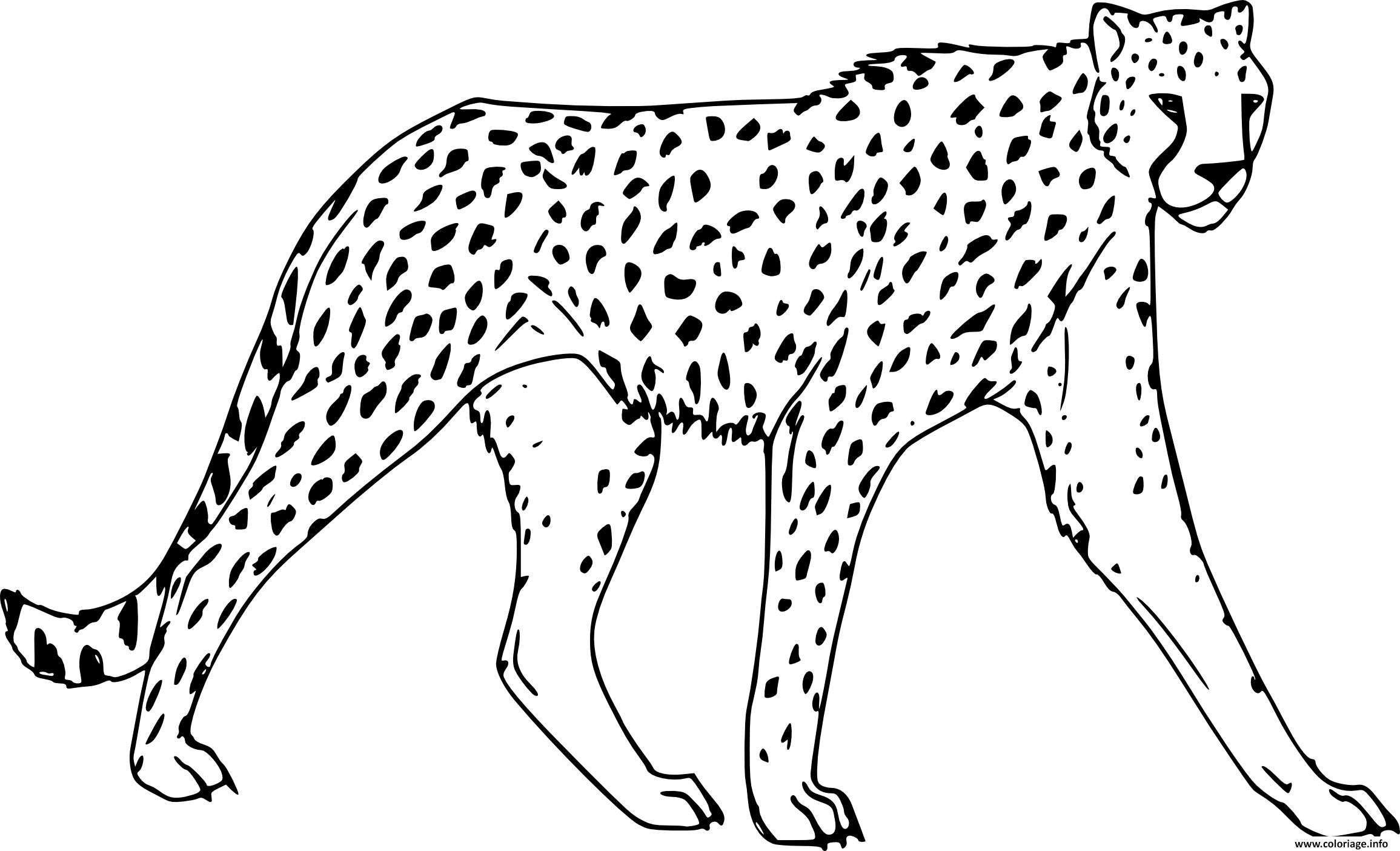 Dessin guepard felins de la jungle Coloriage Gratuit à Imprimer