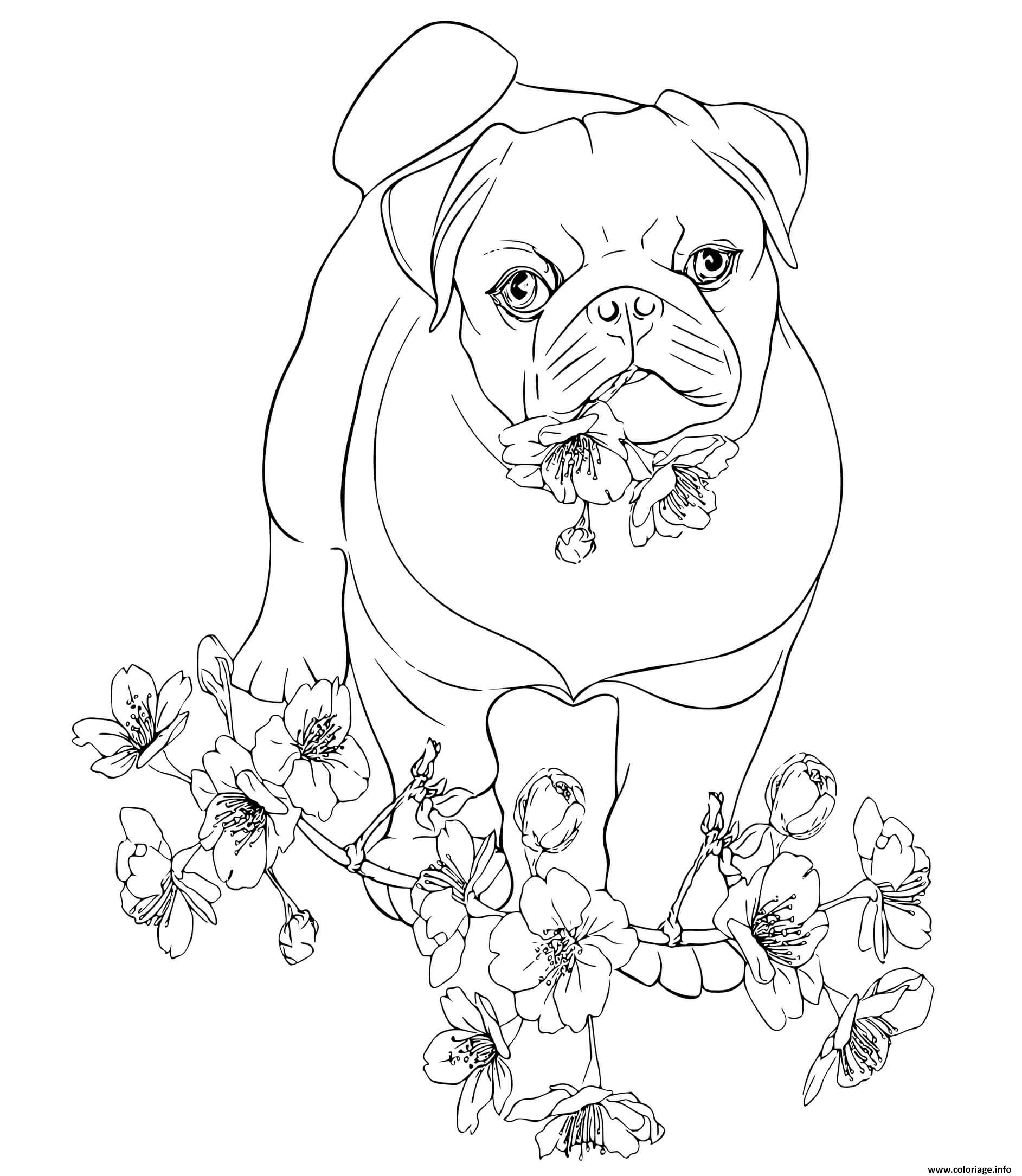 Dessin bulldog anglais compagnon doux et gentil Coloriage Gratuit à Imprimer