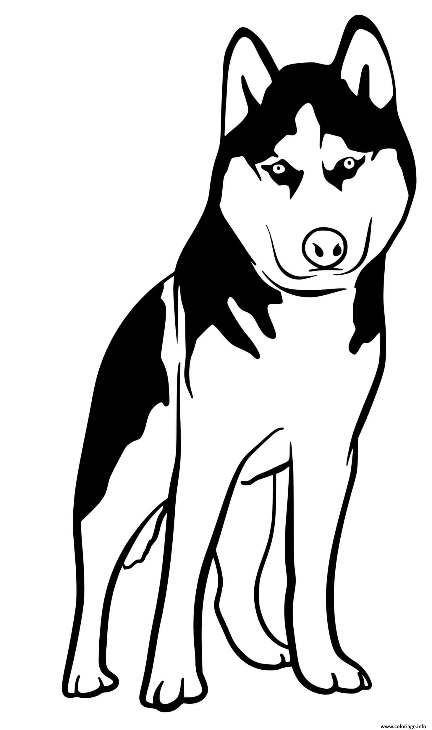 Dessin Husky dog Coloriage Gratuit à Imprimer