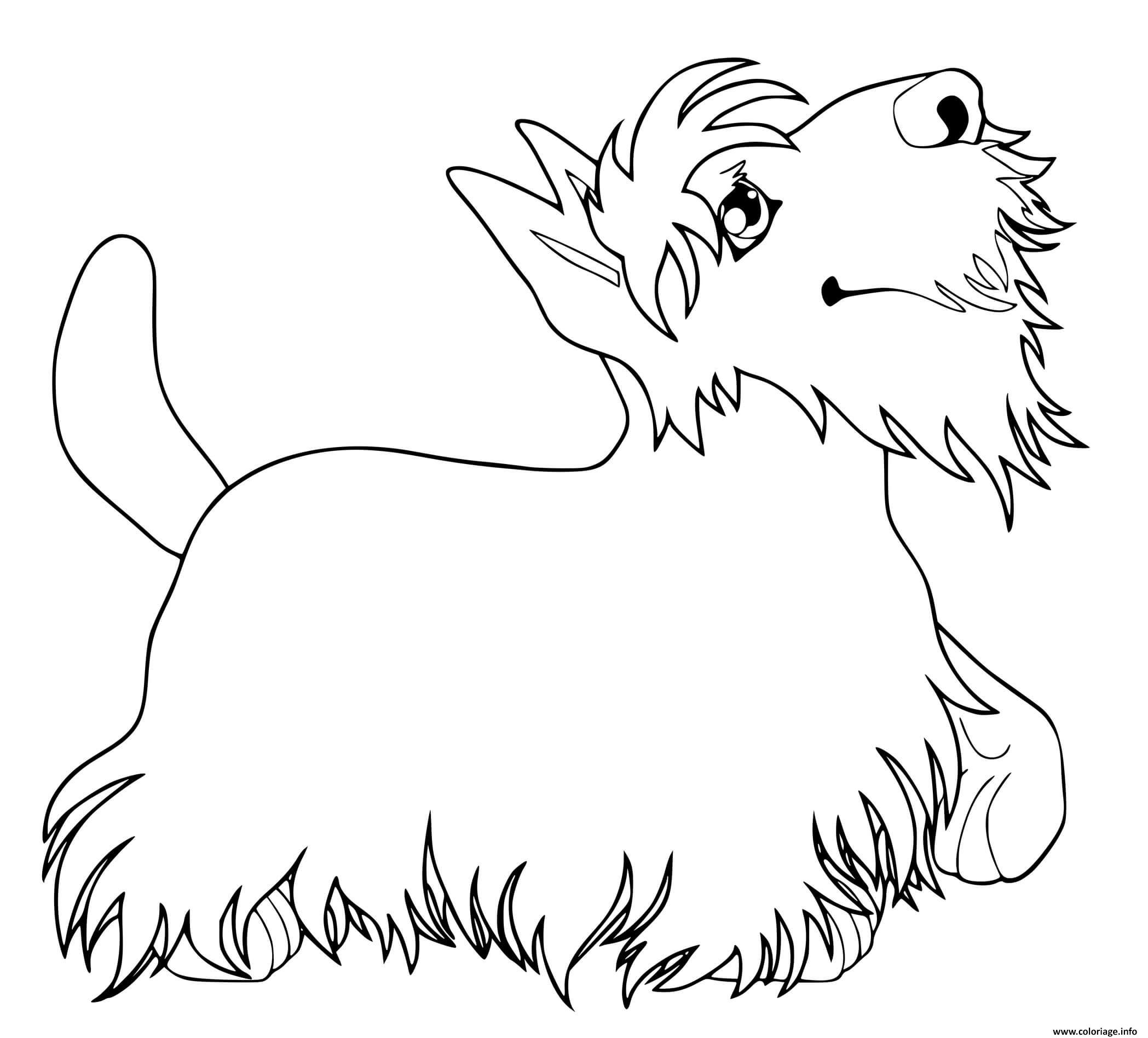 Dessin terrier kerry blue originaire irlande Coloriage Gratuit à Imprimer