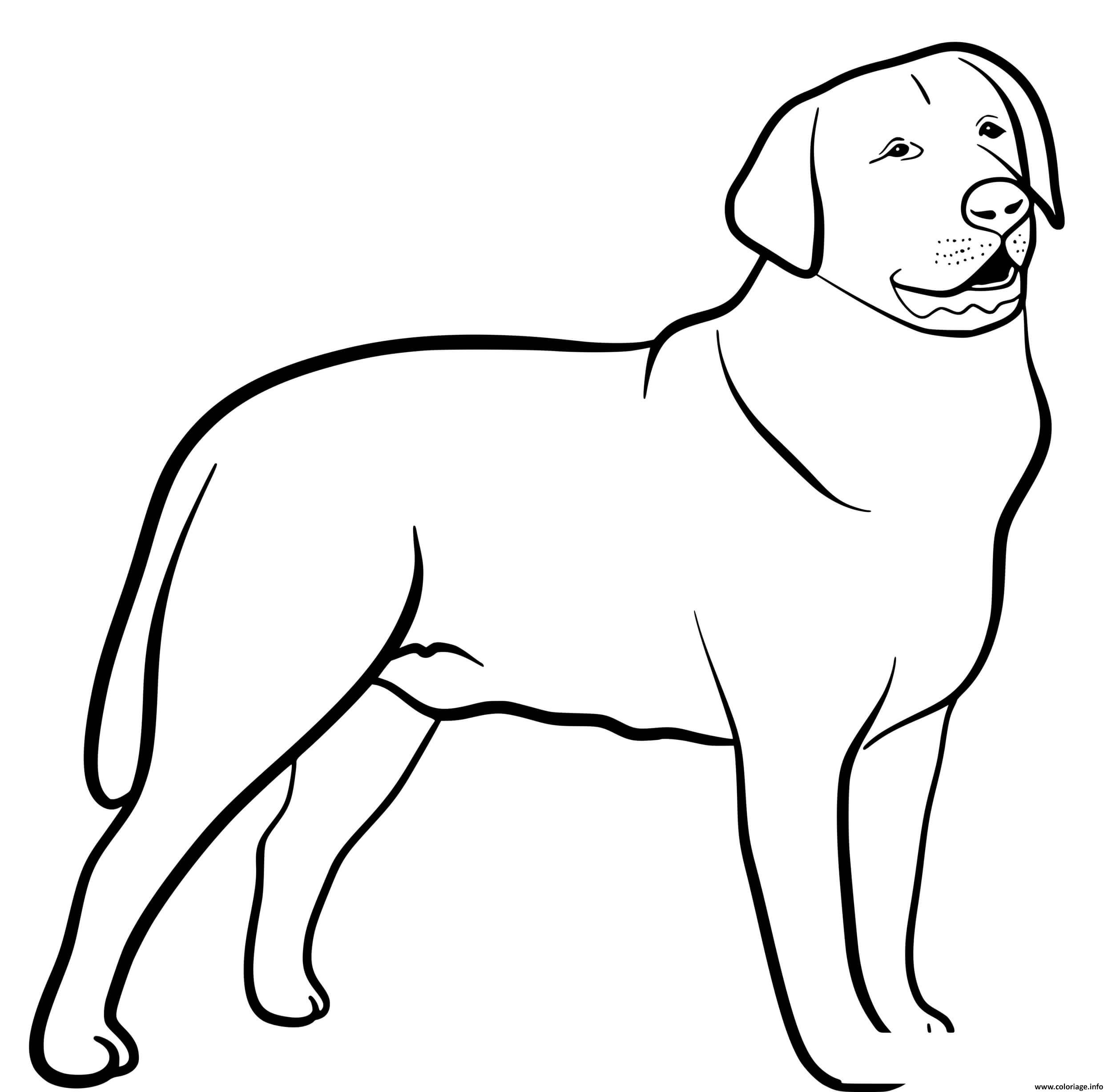 Dessin Labrador Retriever dog Coloriage Gratuit à Imprimer