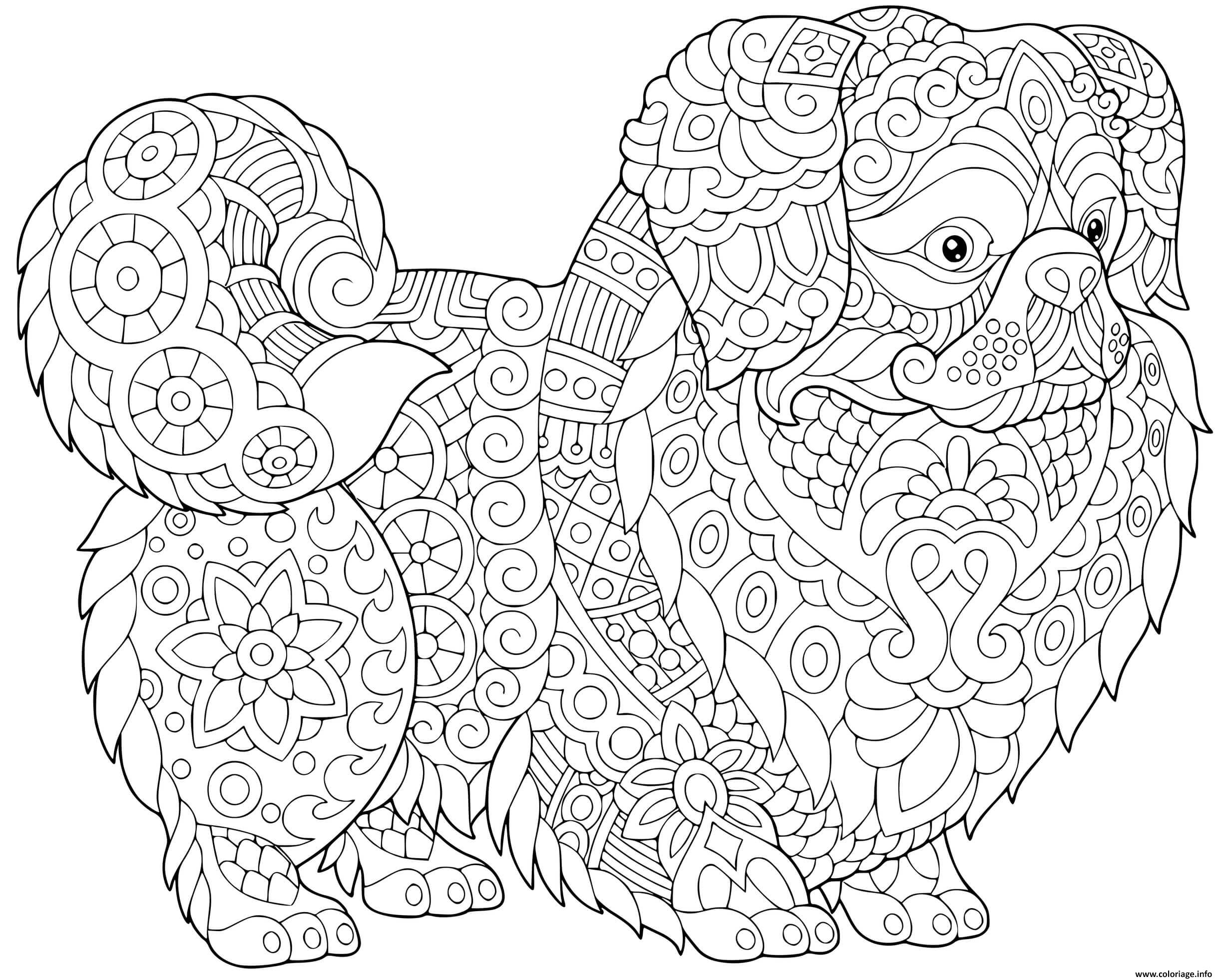 Dessin chien mandala petit brabancon chien a poil court bruxellois Coloriage Gratuit à Imprimer