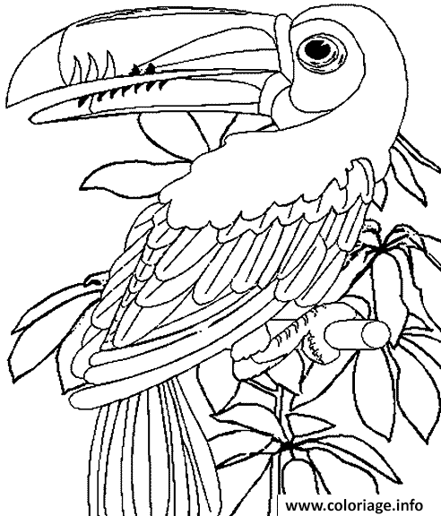 Coloriage Perroquet Dans La Jungle Dessin à Imprimer