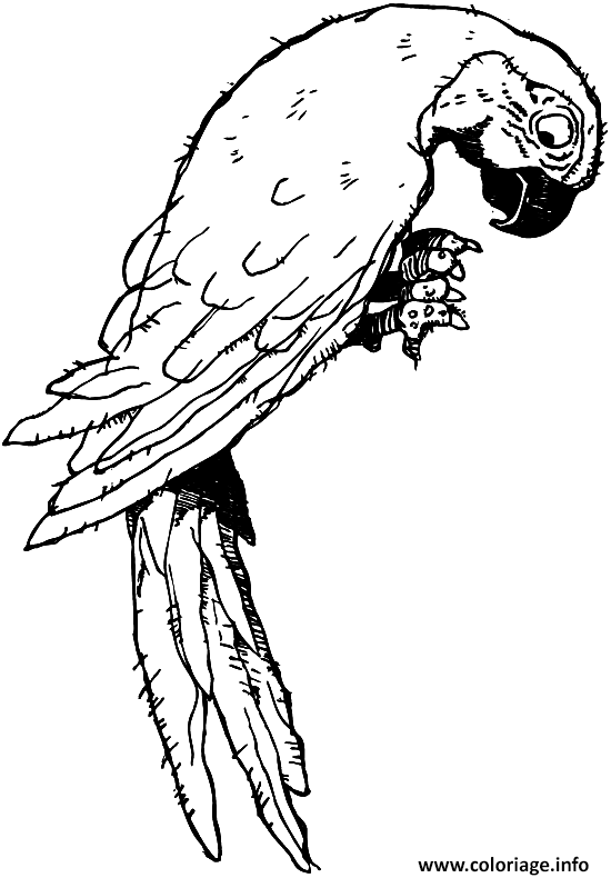 Coloriage Oiseau Perruche Perroquet Animal Dessin à Imprimer