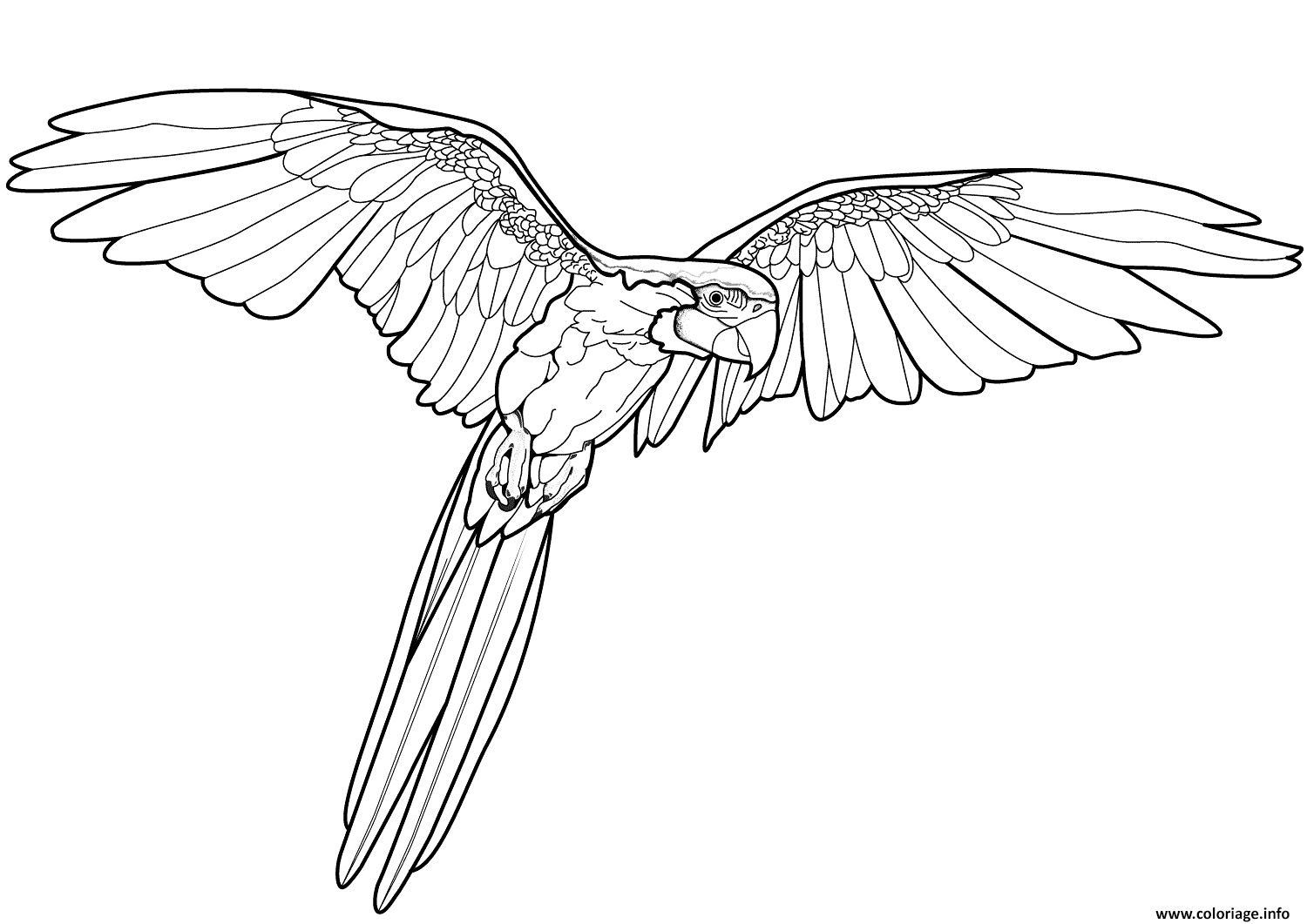 Dessin perroquet oiseau exotique Coloriage Gratuit à Imprimer