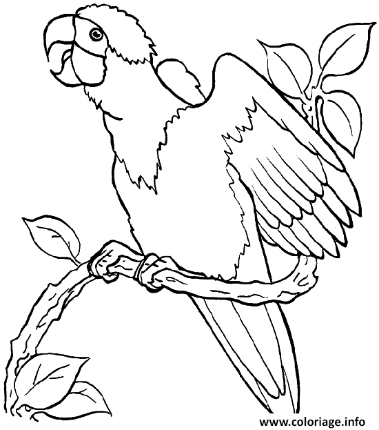 Coloriage Un Perroquet Sur Une Branche Dessin à Imprimer