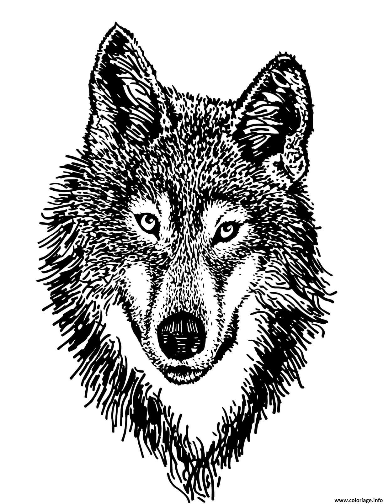 Coloriage Loup Realiste Dans La Foret Dessin Loup A Imprimer