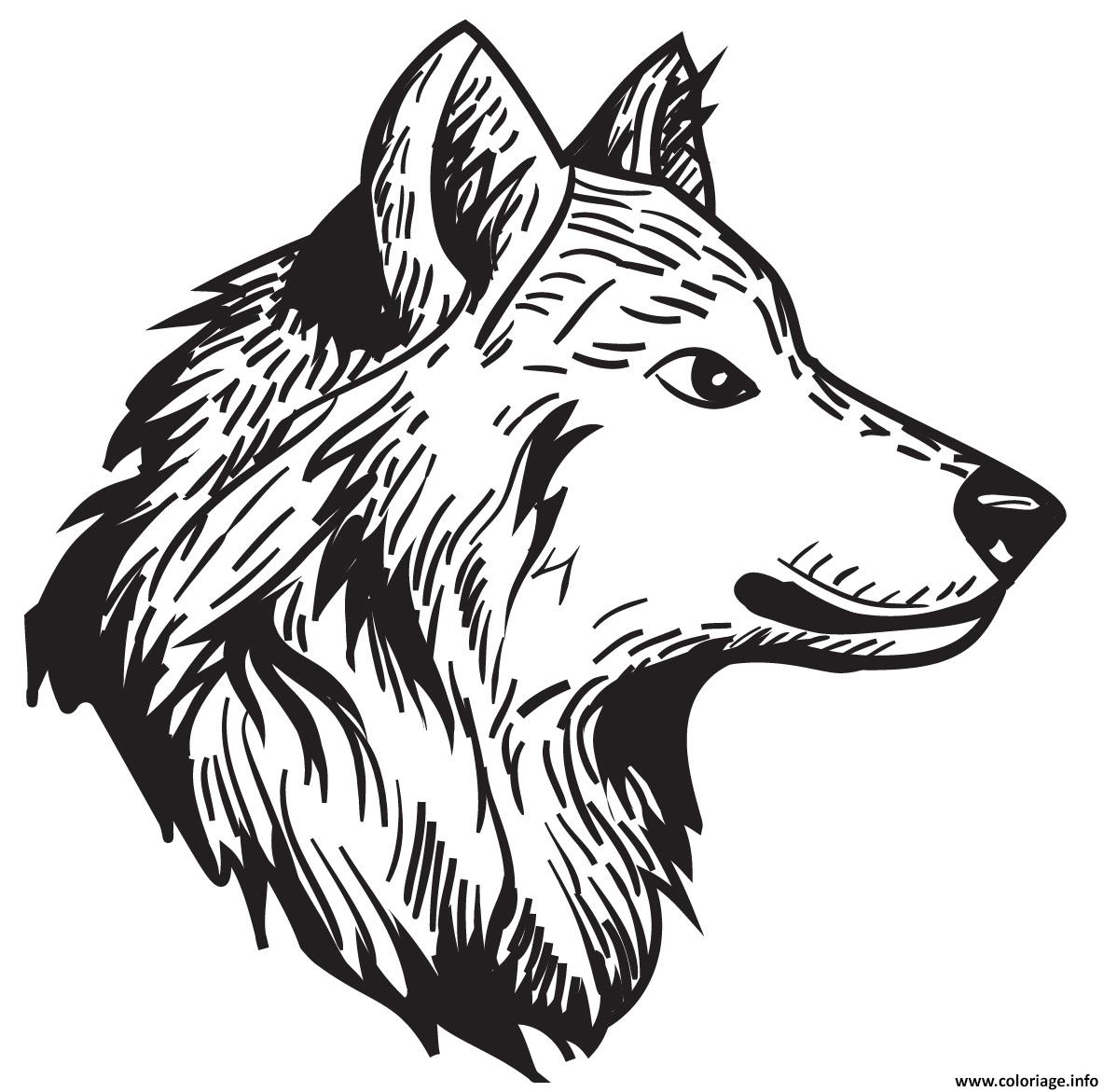 Coloriage Loup Male Animal Dessin à Imprimer