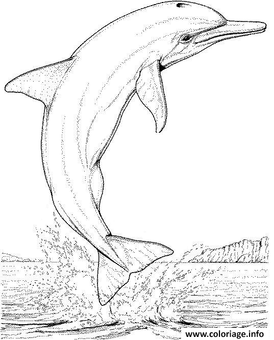 Dessin dauphin saute hors de la mer Coloriage Gratuit à Imprimer