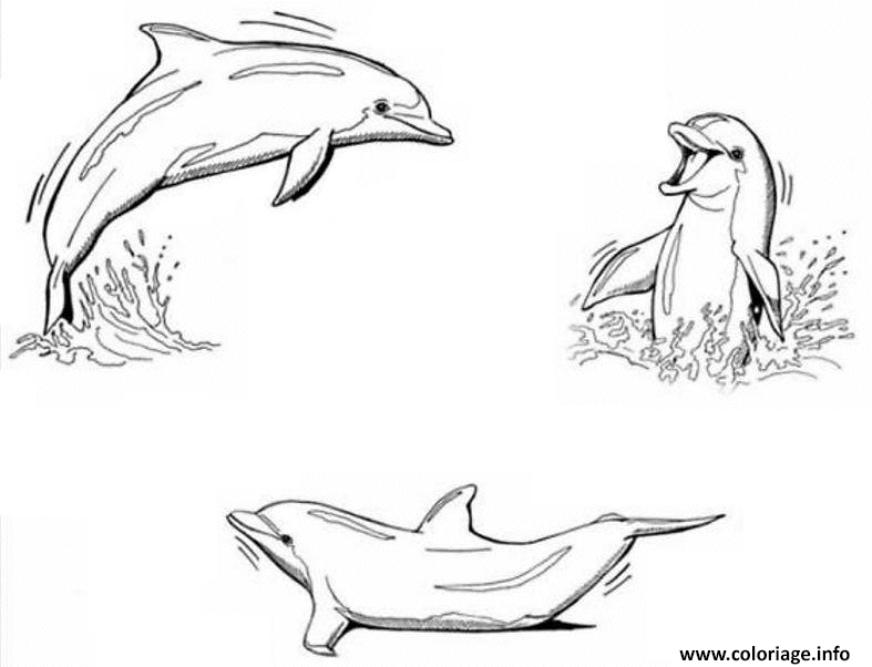 Dessin trois dauphins font une ronde Coloriage Gratuit à Imprimer