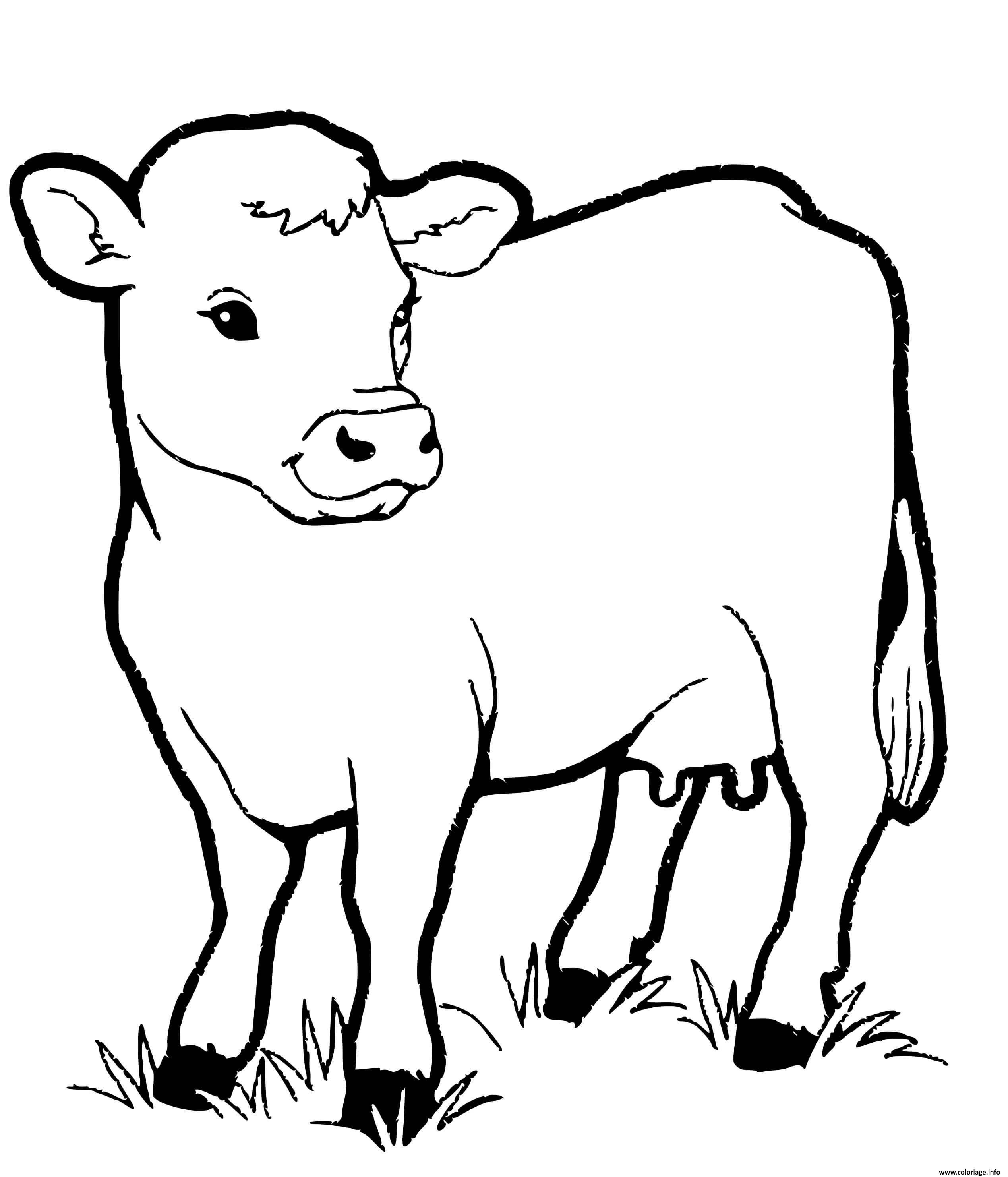 Coloriage Veau Bebe Vache Dessin à Imprimer