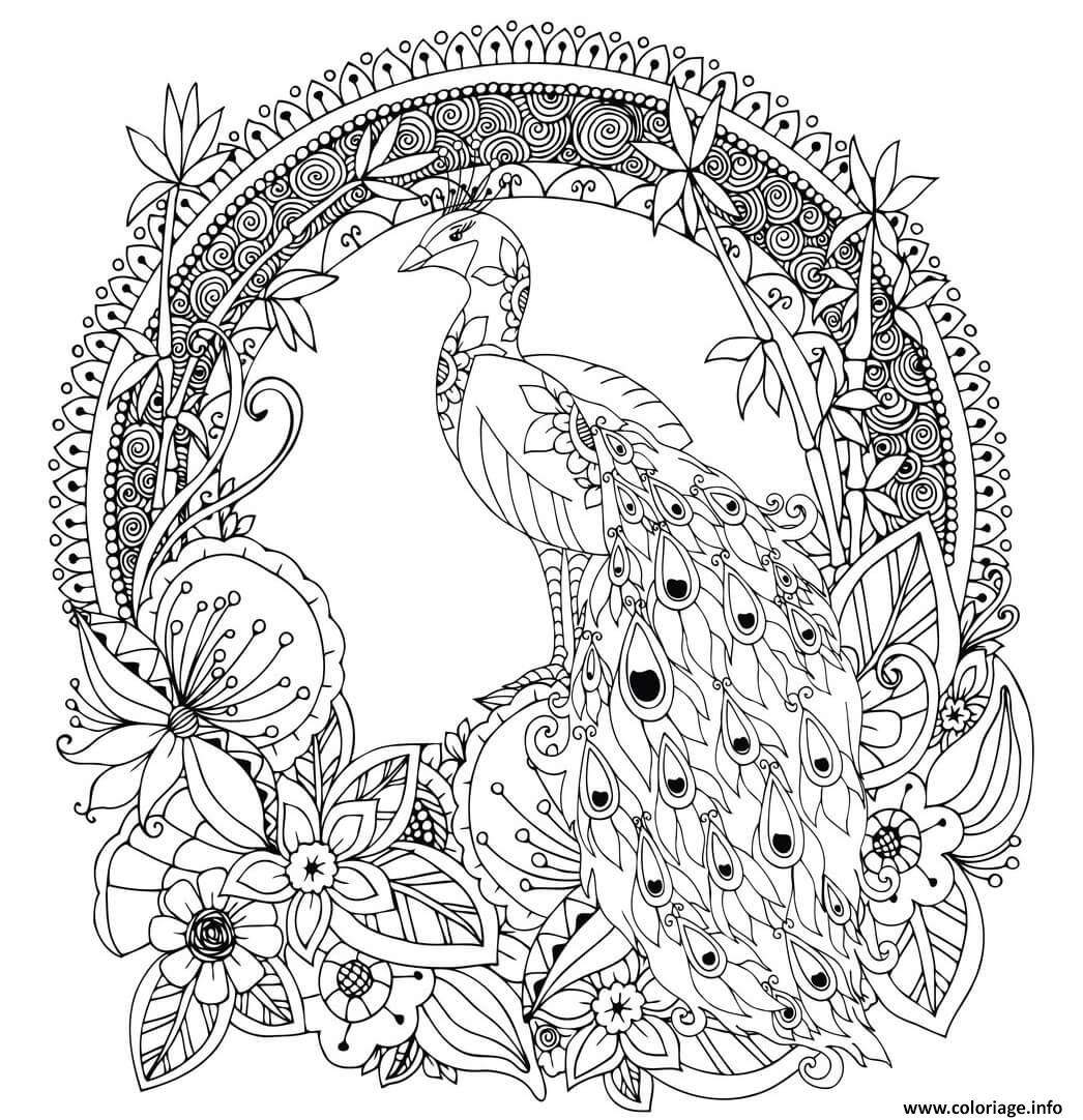 Dessin paon oiseau galliforme Coloriage Gratuit à Imprimer