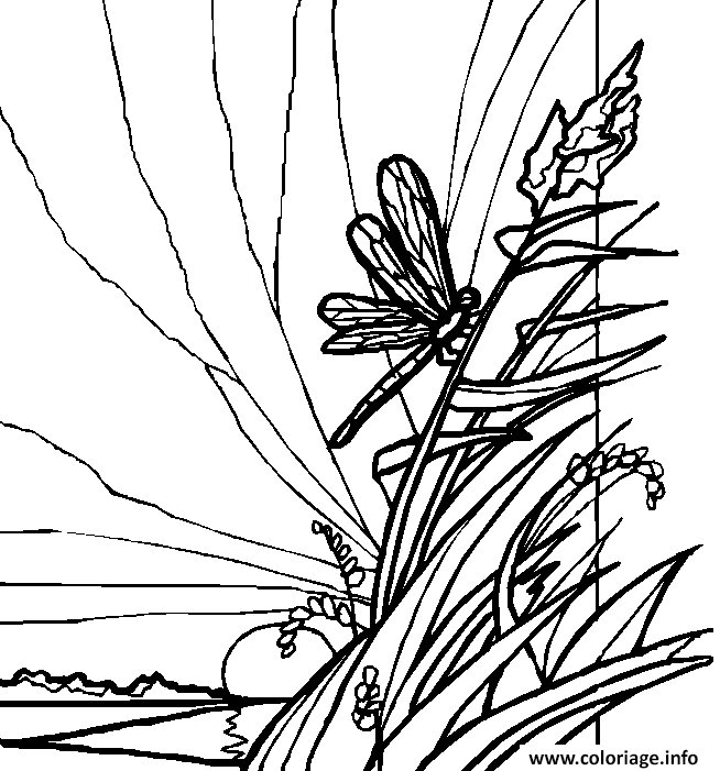 Dessin libellule posee sur de la vegetation Coloriage Gratuit à Imprimer