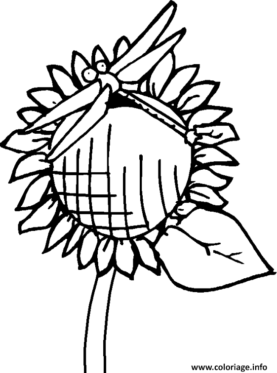 Dessin une libellule se pose sur un tournesol Coloriage Gratuit à Imprimer