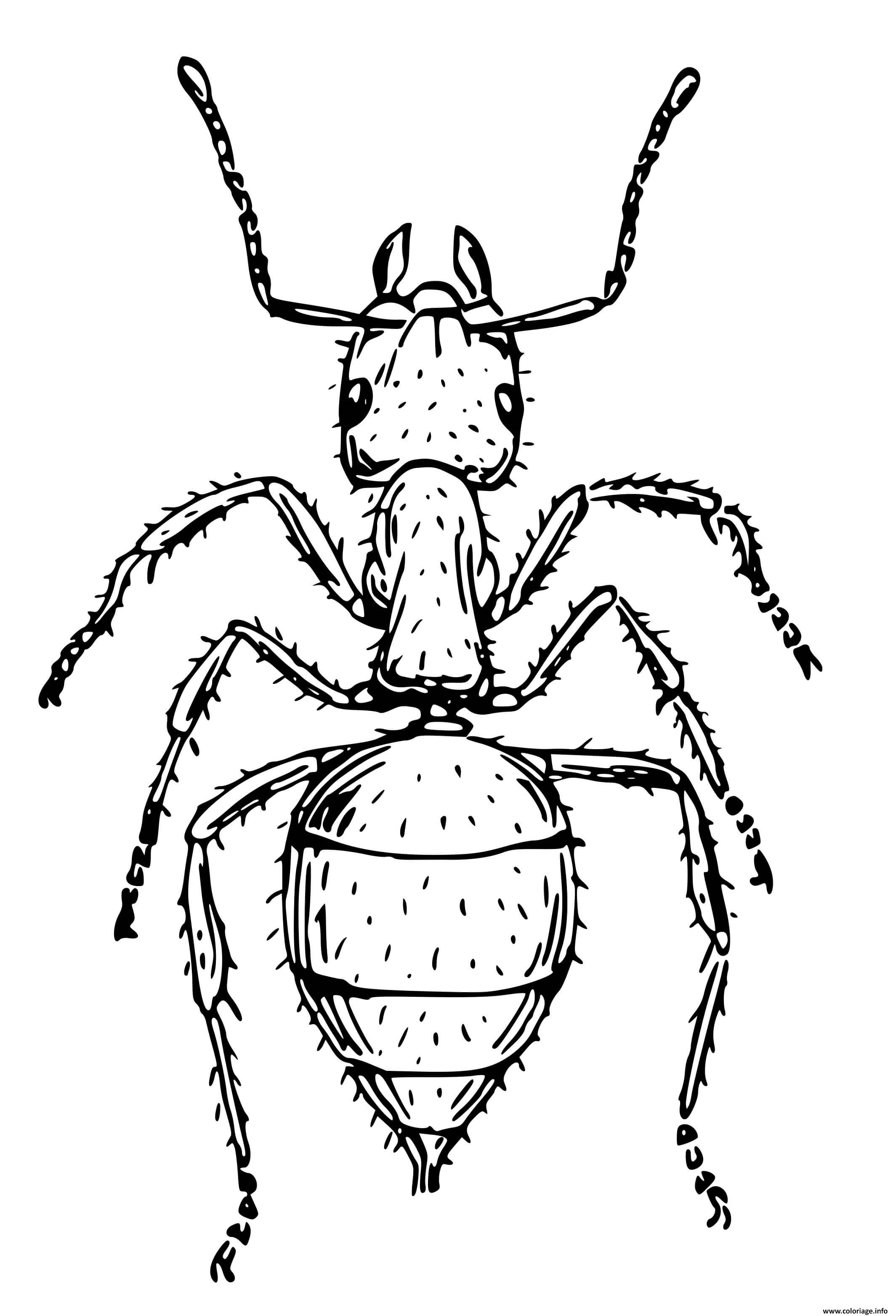 Dessin fourmi charpentiere Coloriage Gratuit à Imprimer
