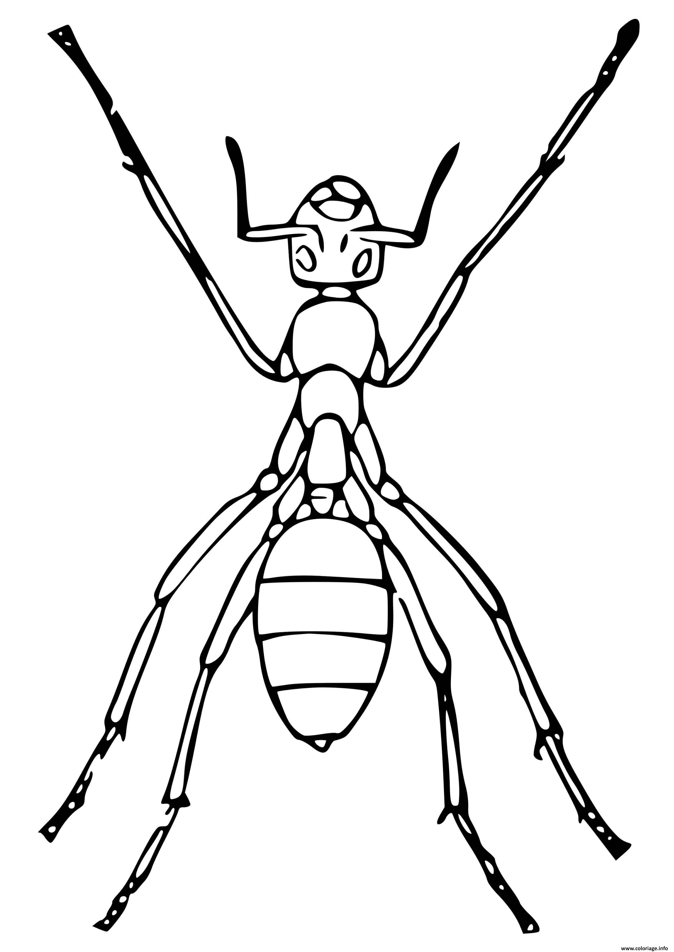 Dessin fourmi pharaon espece invasive Coloriage Gratuit à Imprimer