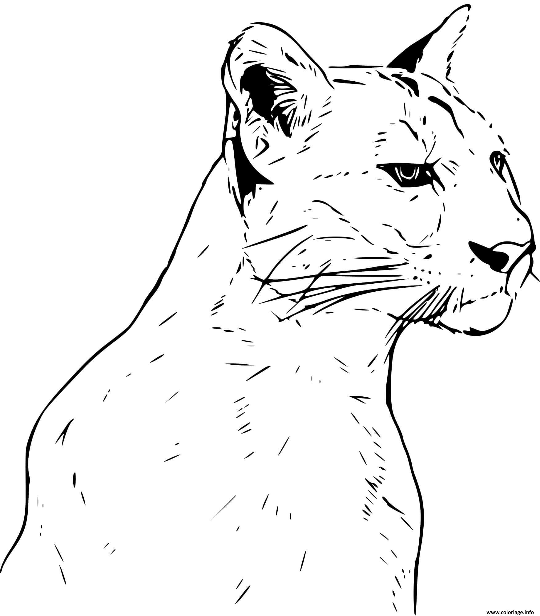 Coloriage Puma Panthere Realiste Dessin à Imprimer
