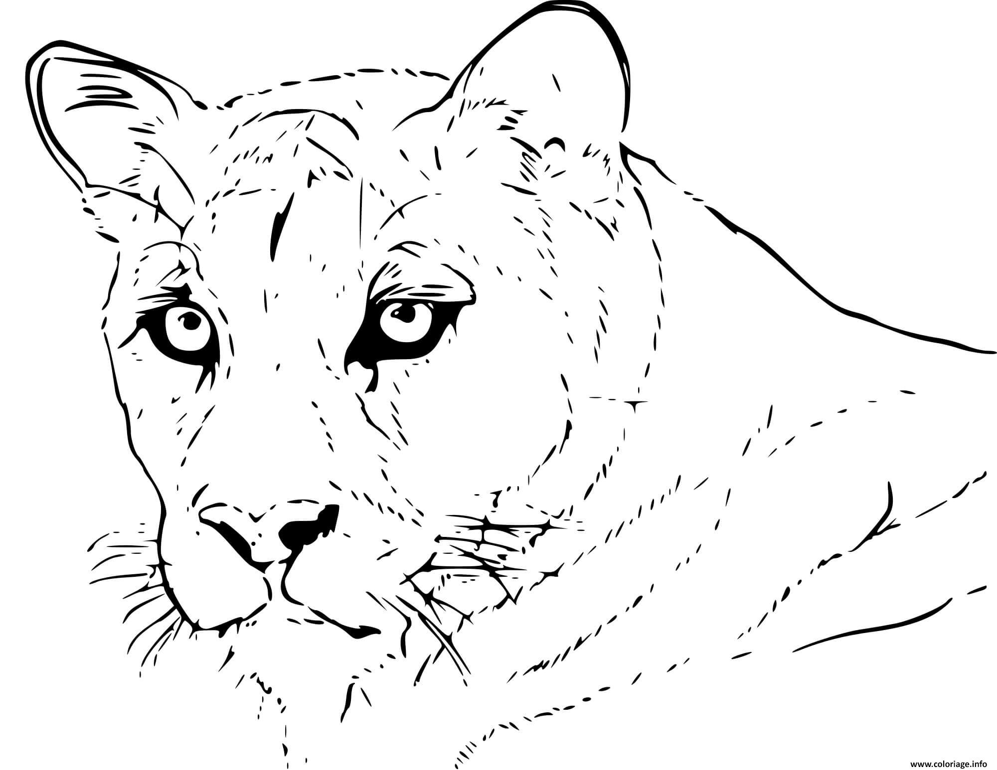 Coloriage Puma Animal Realiste Dessin Puma imprimer