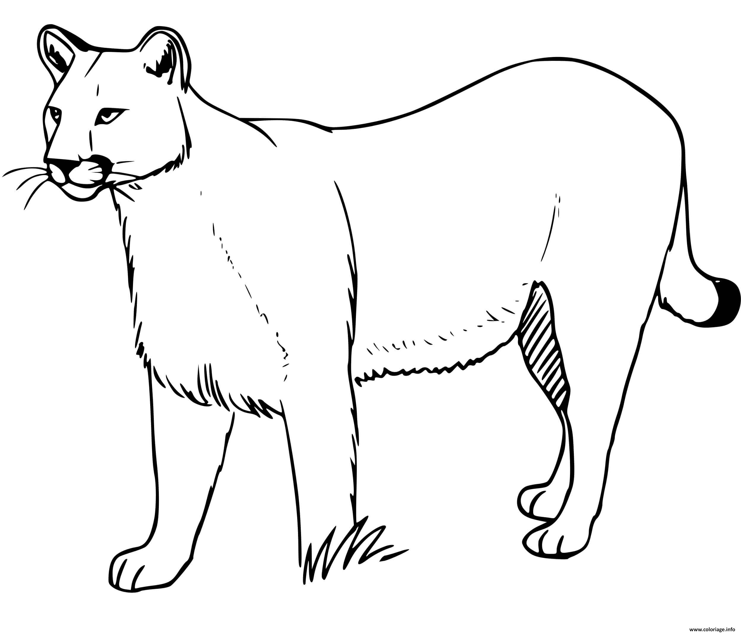 Dessin puma concolor grand chat nord et sud amerique Coloriage Gratuit à Imprimer