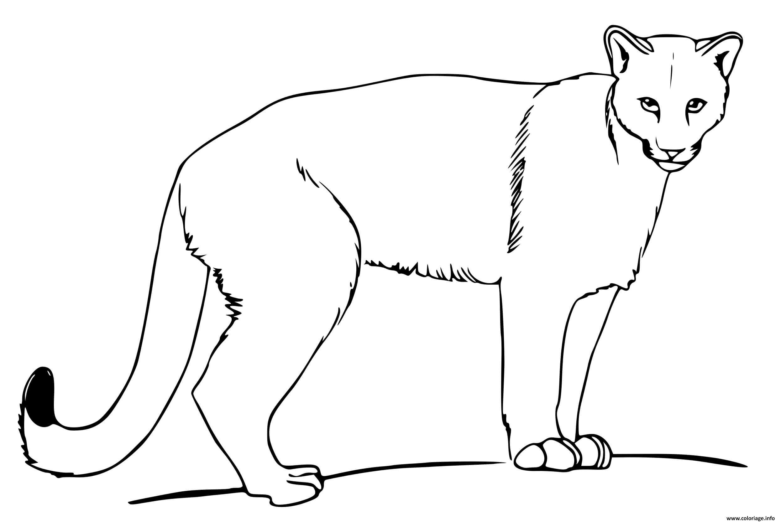 Dessin puma lion de montagne Coloriage Gratuit à Imprimer