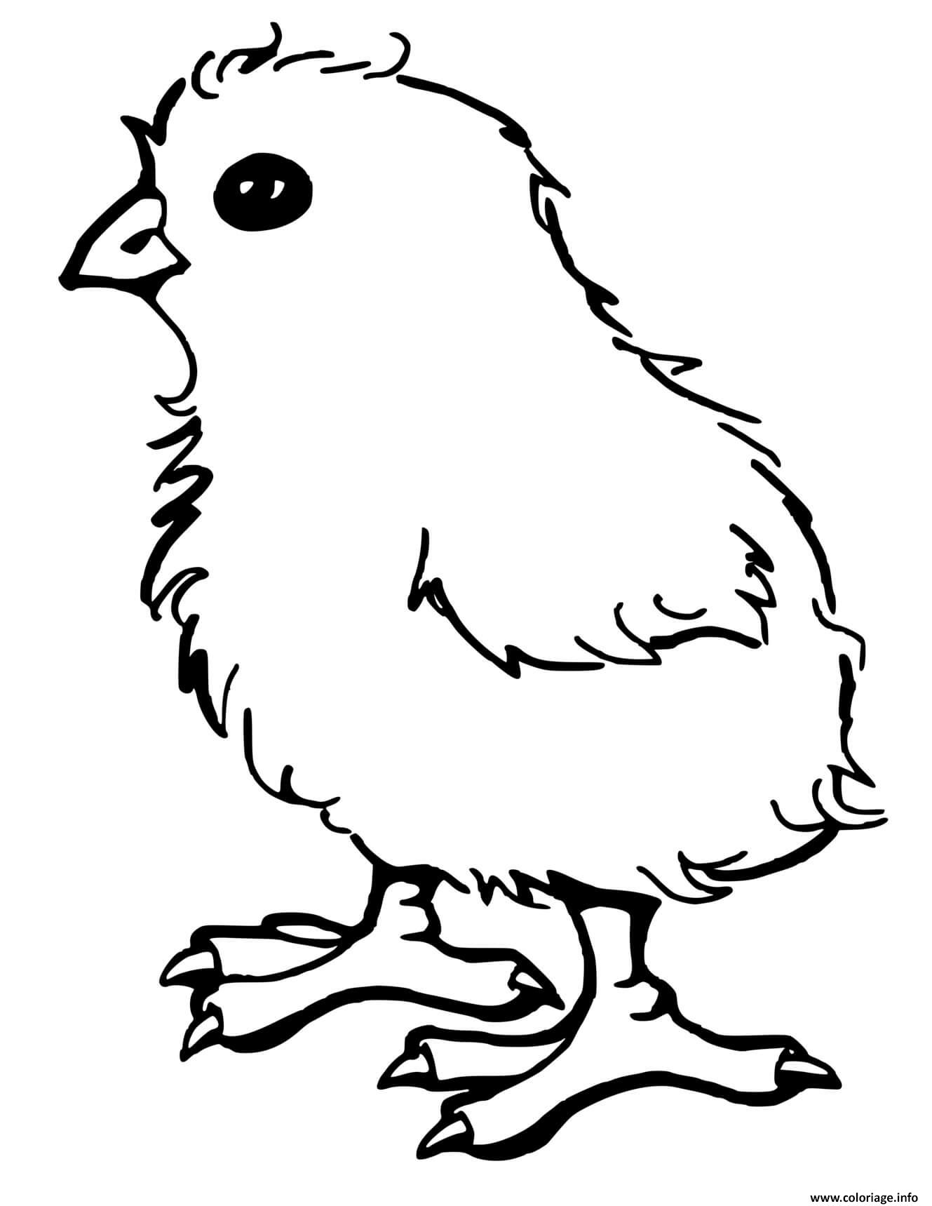 Dessin poussin facile poule Coloriage Gratuit à Imprimer