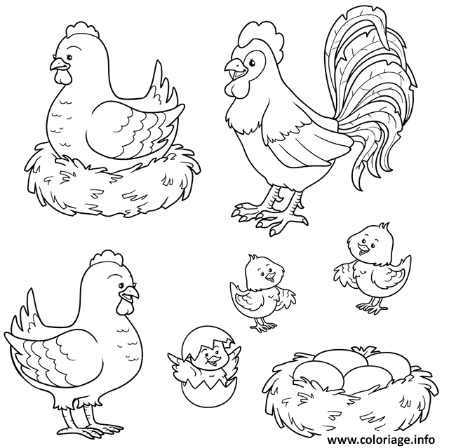 Dessin poule coq poussins Coloriage Gratuit à Imprimer