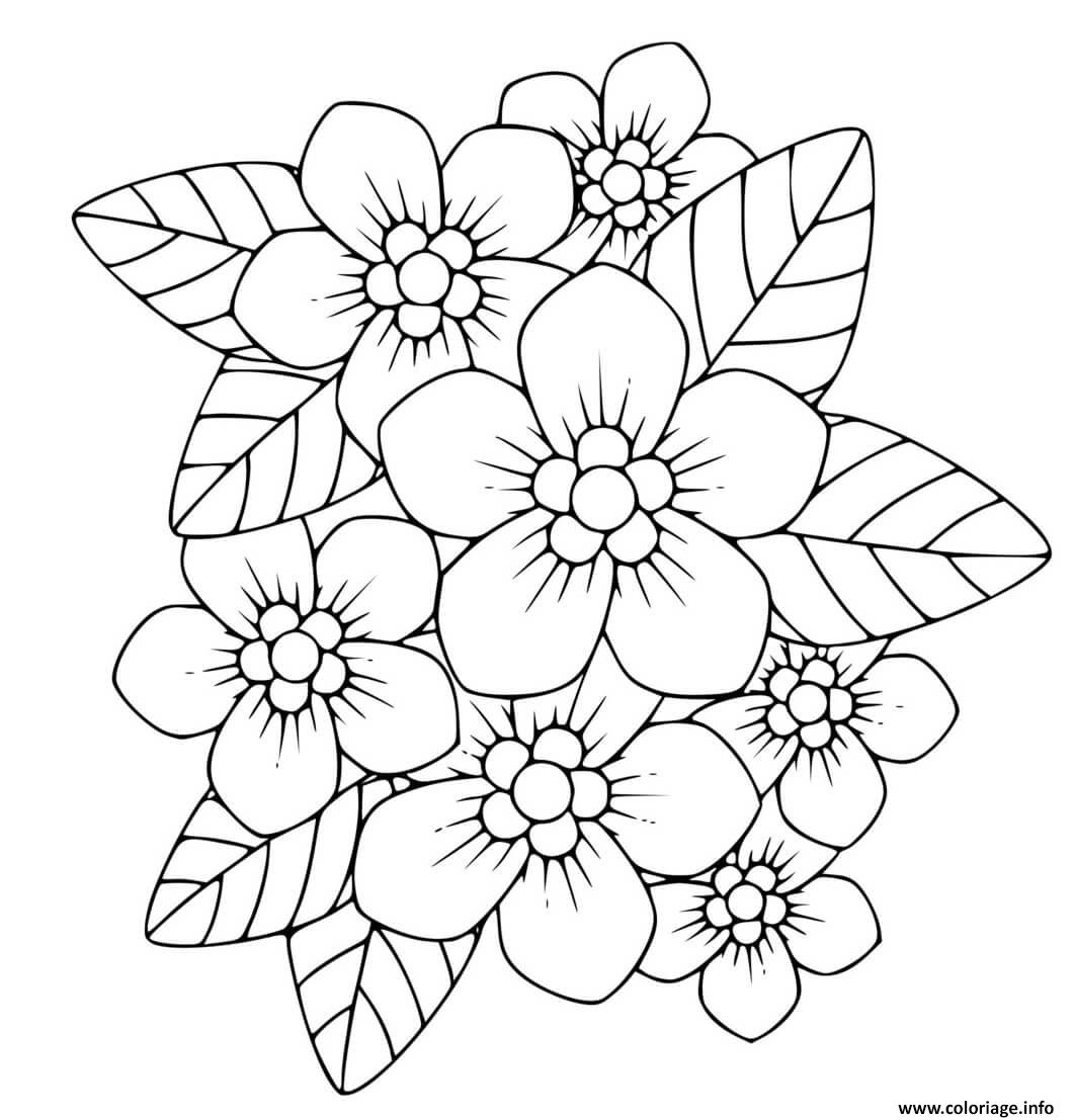 Coloriage Phlox Plante Herbacee Vivace Dessin Printemps A Imprimer