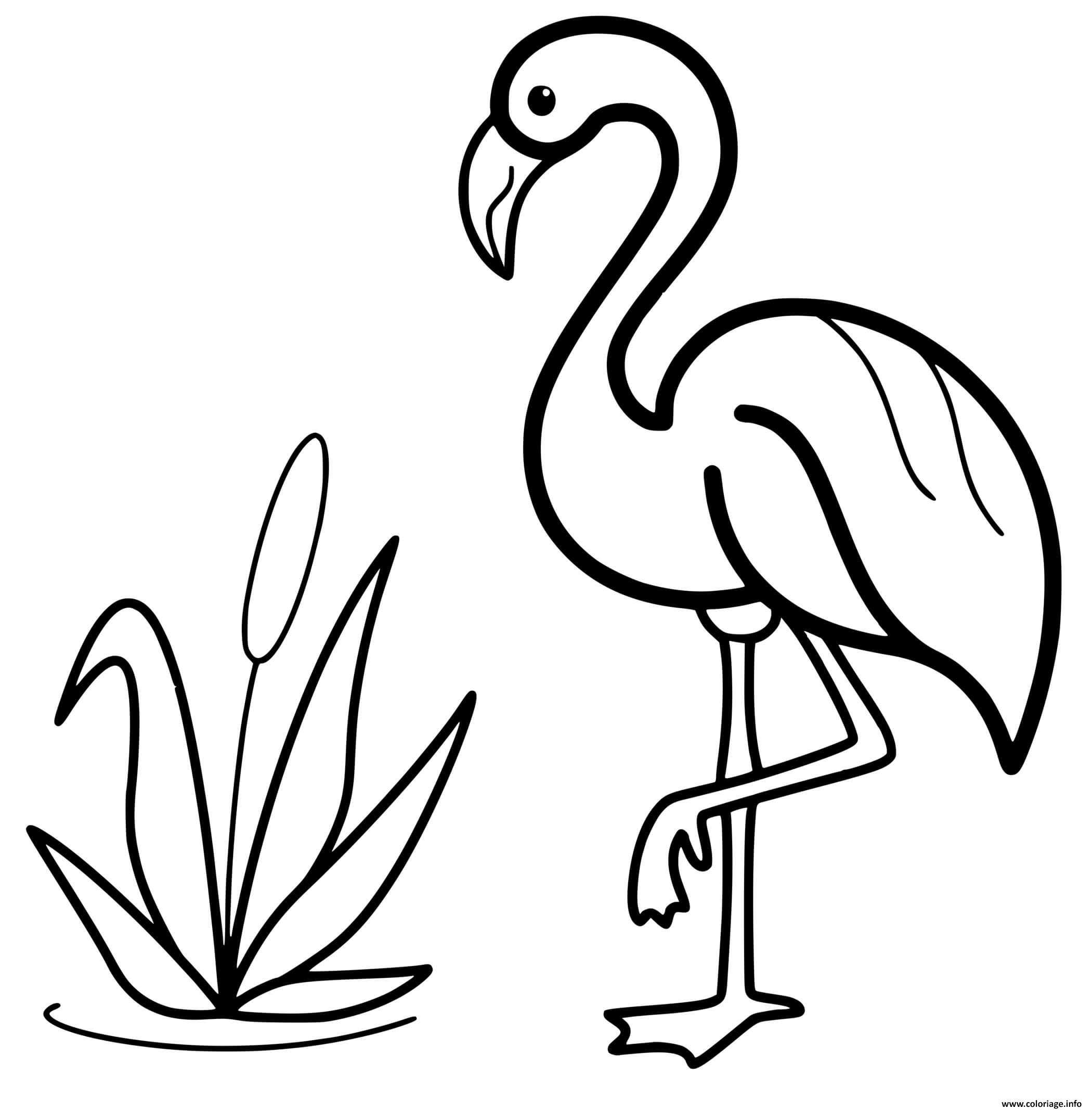 Dessin flamant rose pres du lac Coloriage Gratuit à Imprimer