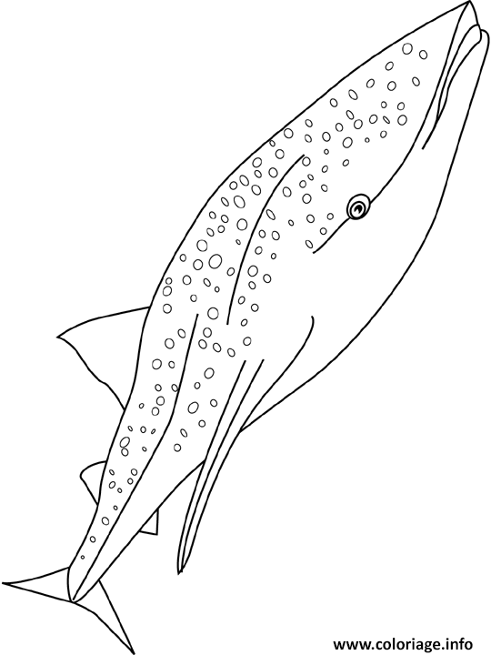 Dessin requin baleine Coloriage Gratuit à Imprimer