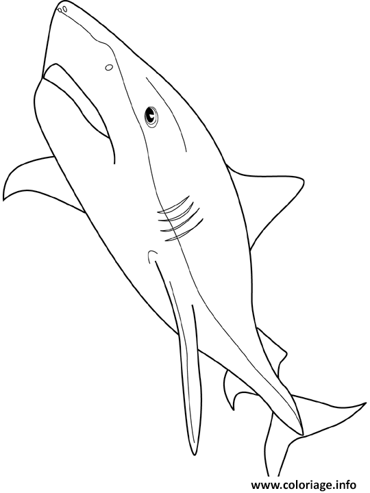 Coloriage Requin Tigre Dessin à Imprimer