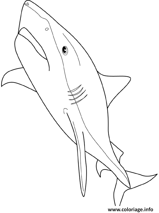 Dessin requin tigre Coloriage Gratuit à Imprimer