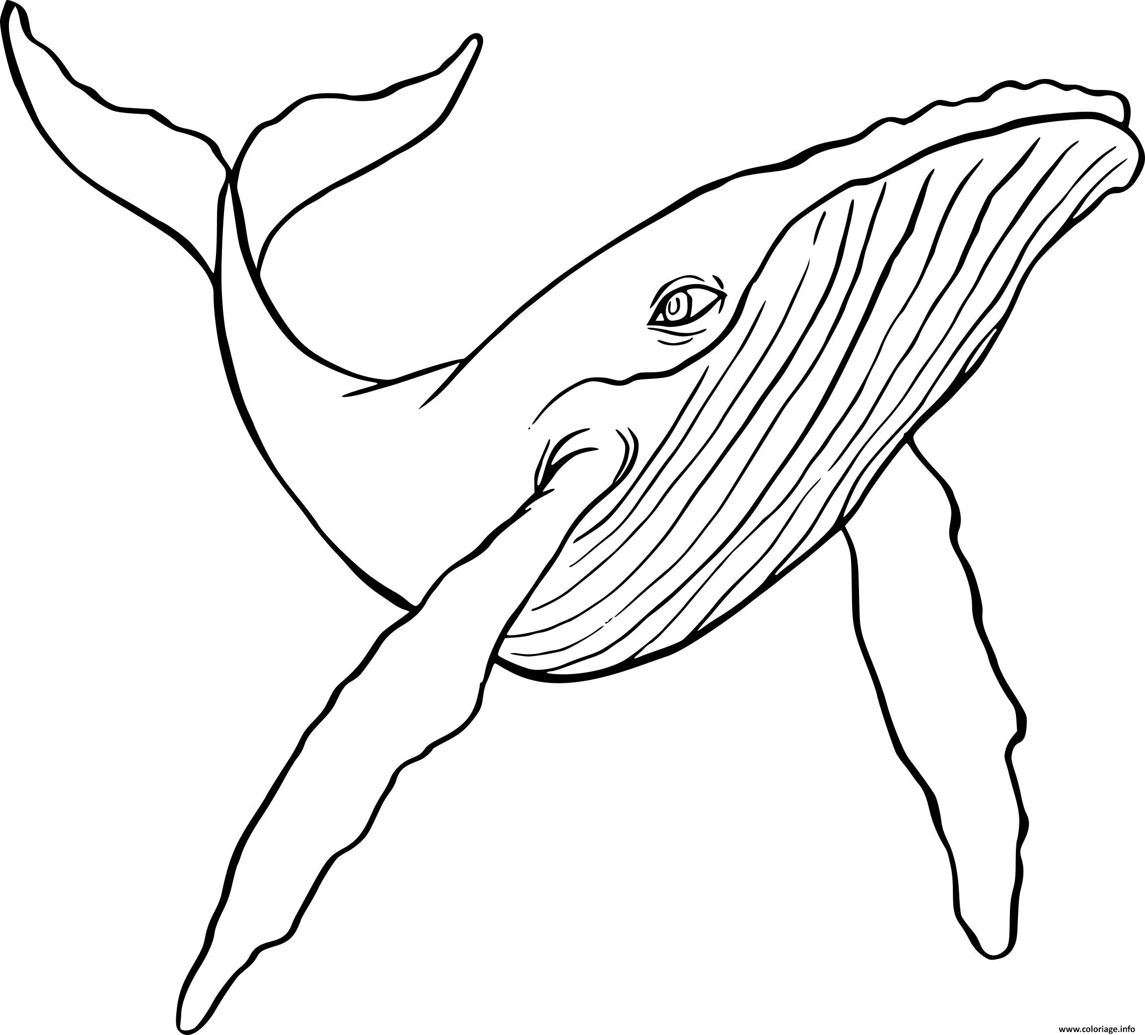 Dessin baleine a bosse Coloriage Gratuit à Imprimer