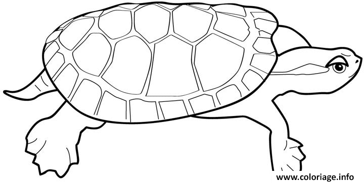 Dessin tortue avec une carapace plate Coloriage Gratuit à Imprimer