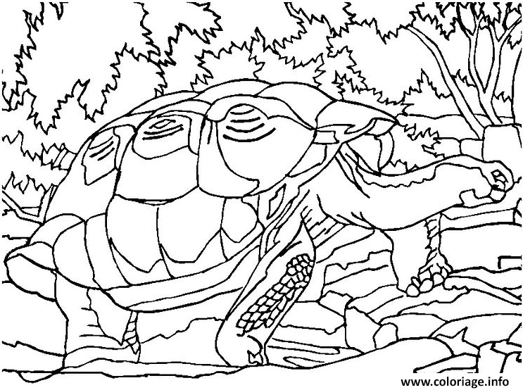 Dessin tortue en foret Coloriage Gratuit à Imprimer