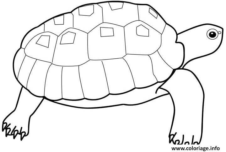 Dessin tortue cheloniidae Coloriage Gratuit à Imprimer