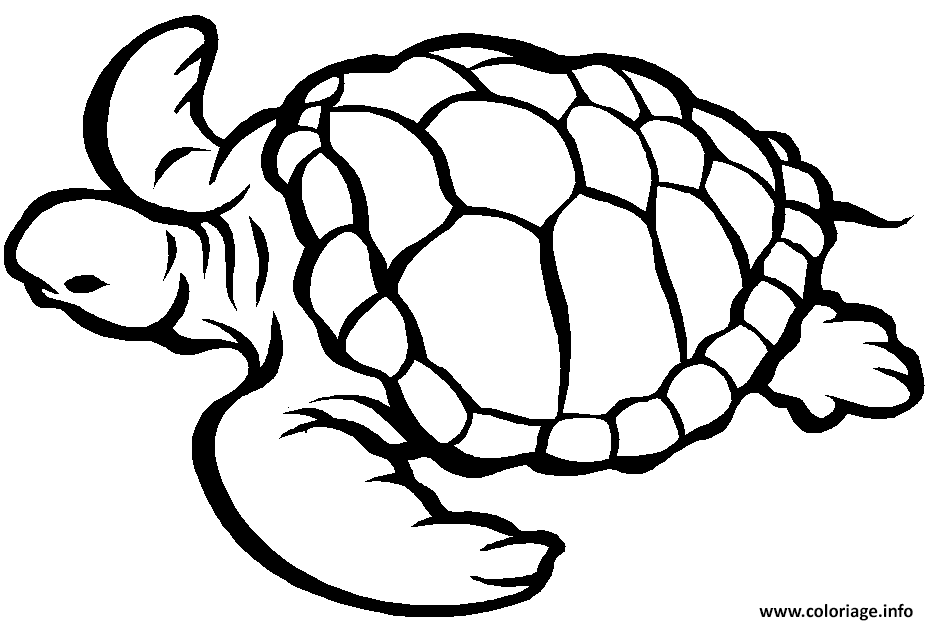 Dessin tortue marine Coloriage Gratuit à Imprimer