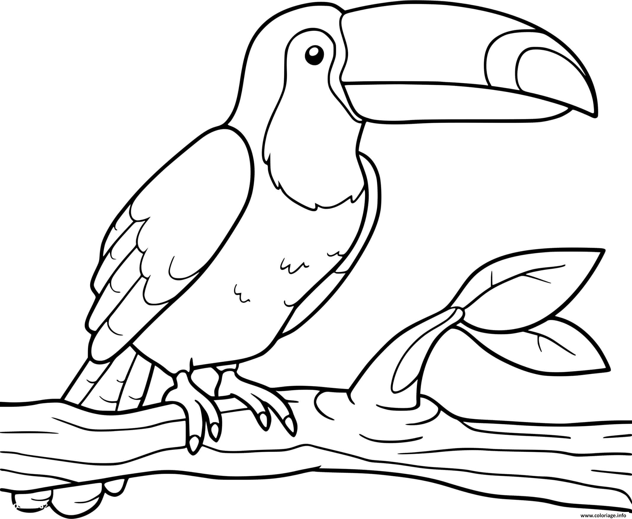 Dessin toucan amerique du sud oiseau Coloriage Gratuit à Imprimer